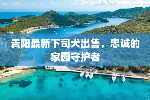 貴陽最新下司犬出售，忠誠的家園守護者