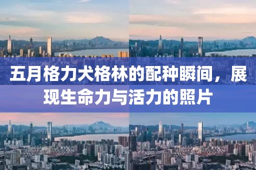 五月格力犬格林的配種瞬間，展現(xiàn)生命力與活力的照片