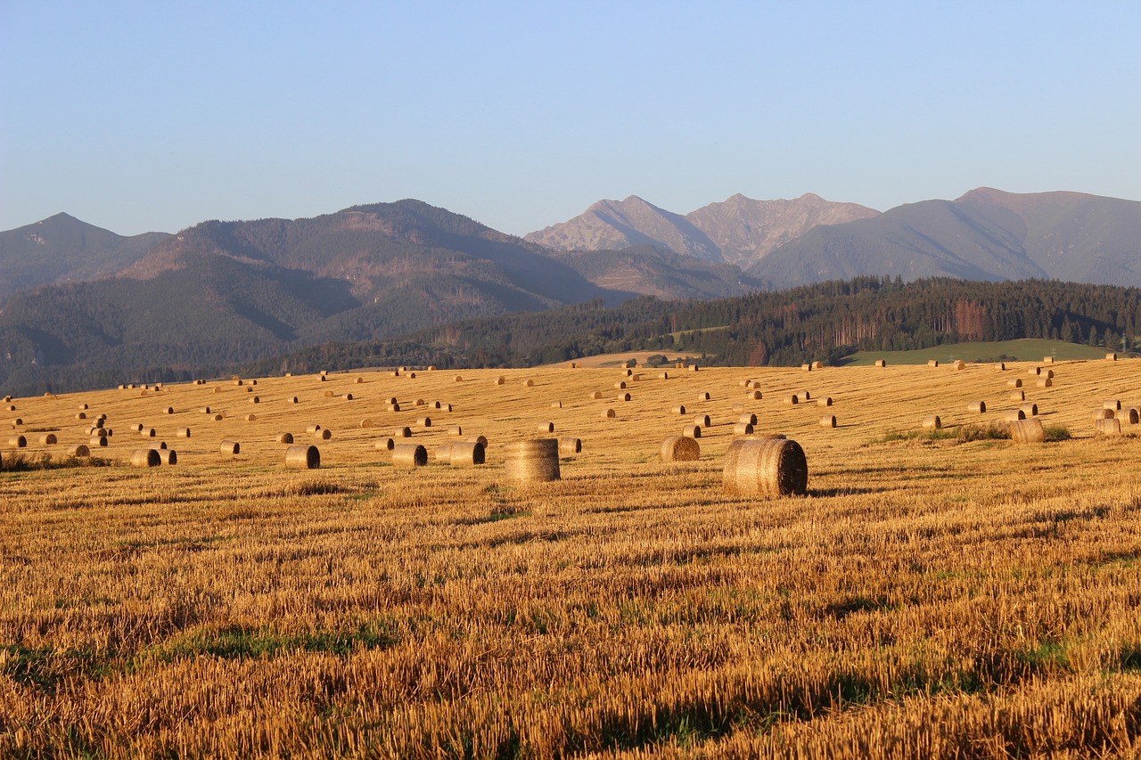 阜平搬遷最新動態(tài)，王快地區(qū)搬遷進展及影響分析