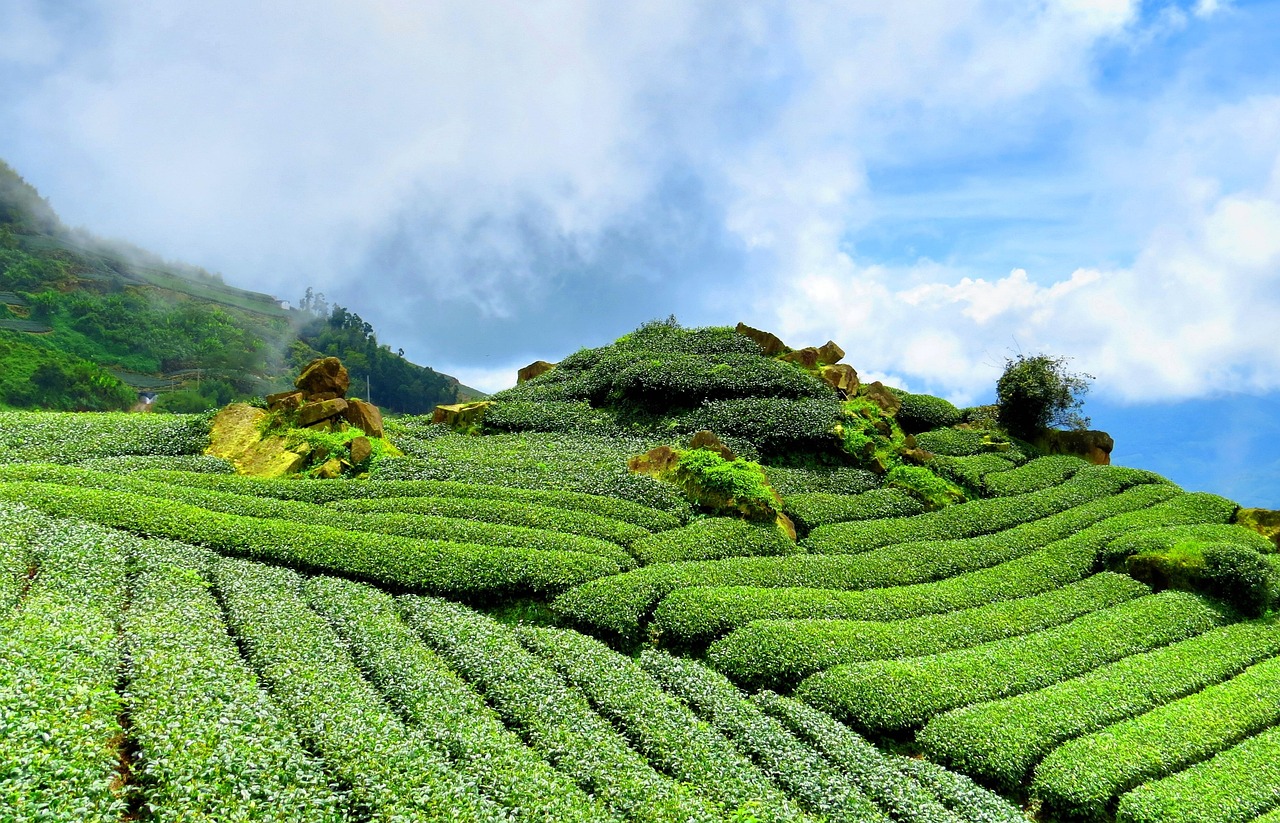四月的茶香與茶葉上市公司的繁榮，機遇與挑戰(zhàn)并存