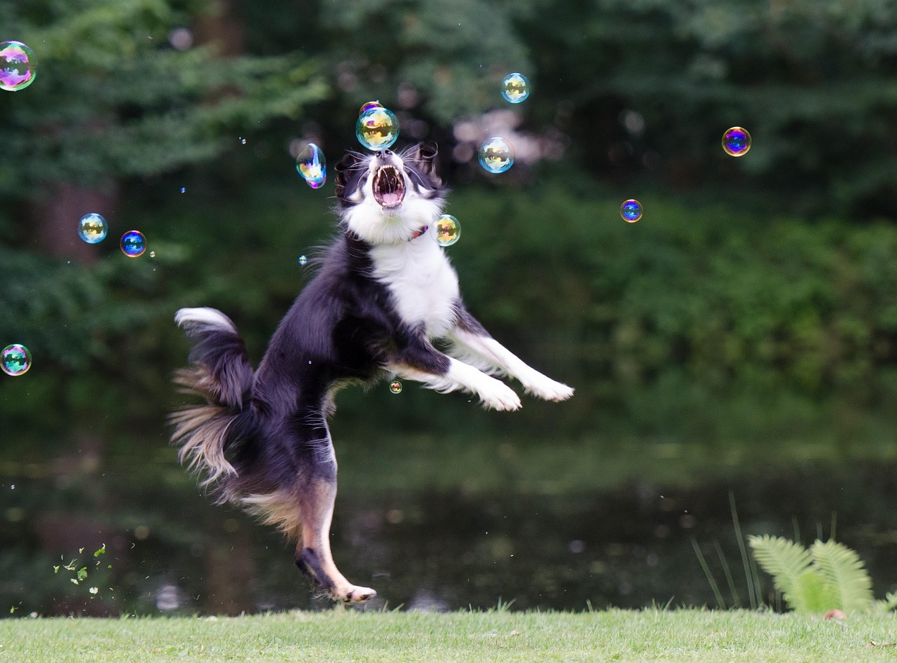 四月邊牧比賽視頻，展現(xiàn)邊境牧羊犬的非凡風采