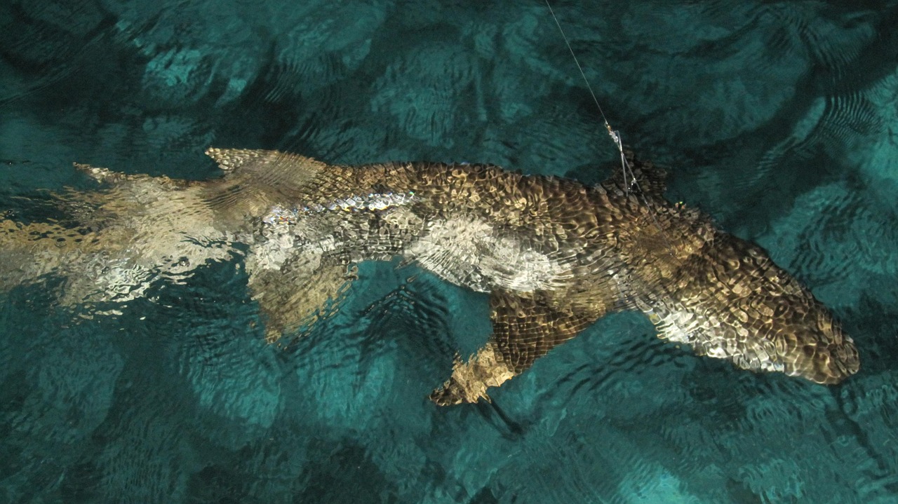 揭秘四月餓鯊魚(yú)進(jìn)化最新版，海洋霸主的新篇章開(kāi)啟！