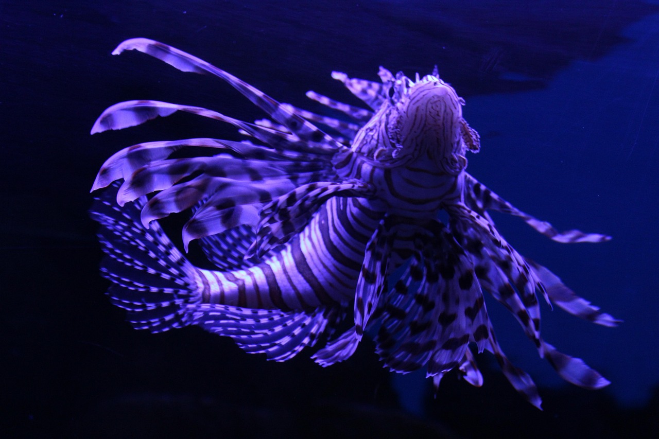五月鴨嘴魚行情深度解析與預(yù)測